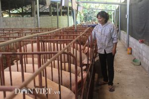 Giá heo hơi hôm nay miền Bắc dao động từ 44.000 - 49.000 đồng/kg. Ảnh minh họa: Đức Thịnh