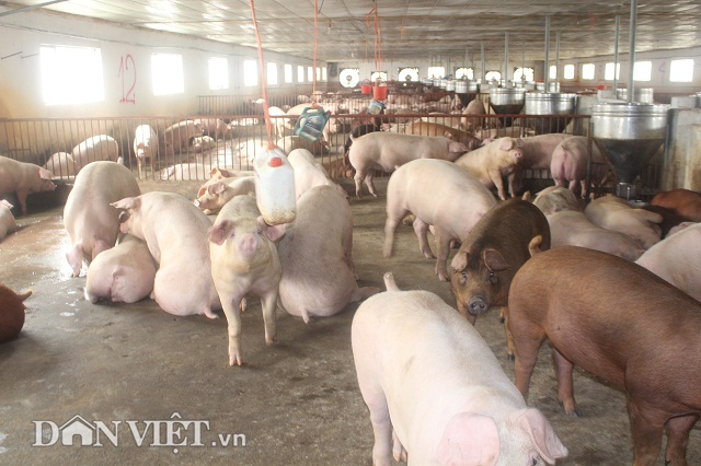 Giá heo hơi ở miền Nam hiện tương đối ổn định, trung bình từ 49.000 đồng/kg đến cao nhất là 52.000 đồng/kg. Ảnh minh họa: Đức Thịnh.