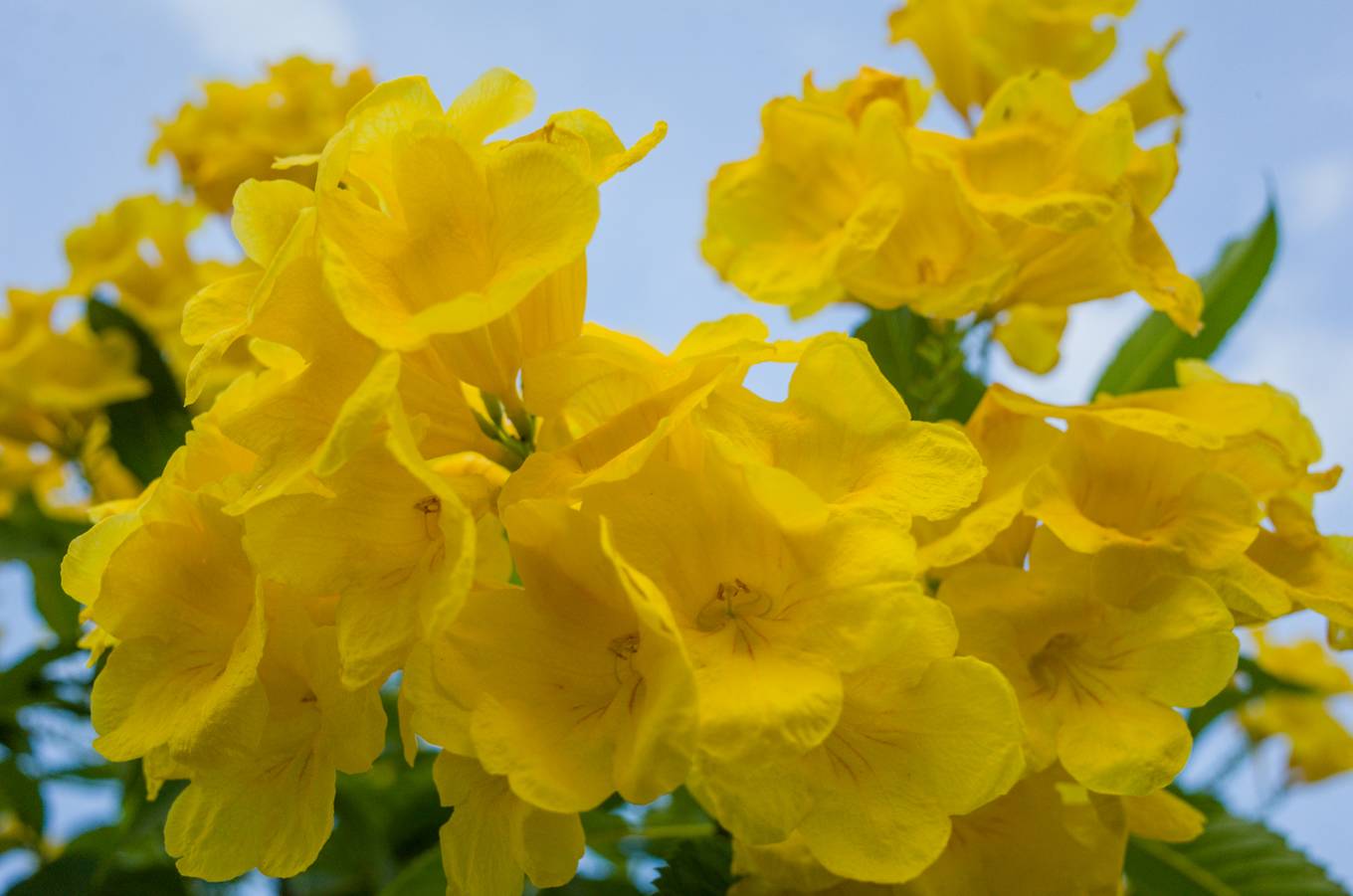 Hoa còn có tên gọi khác là sò đo bông vàng. Mỗi khi cây nở hoa, nó trở thành tâm điểm thu hút những ánh nhìn bởi màu sắc rực rỡ