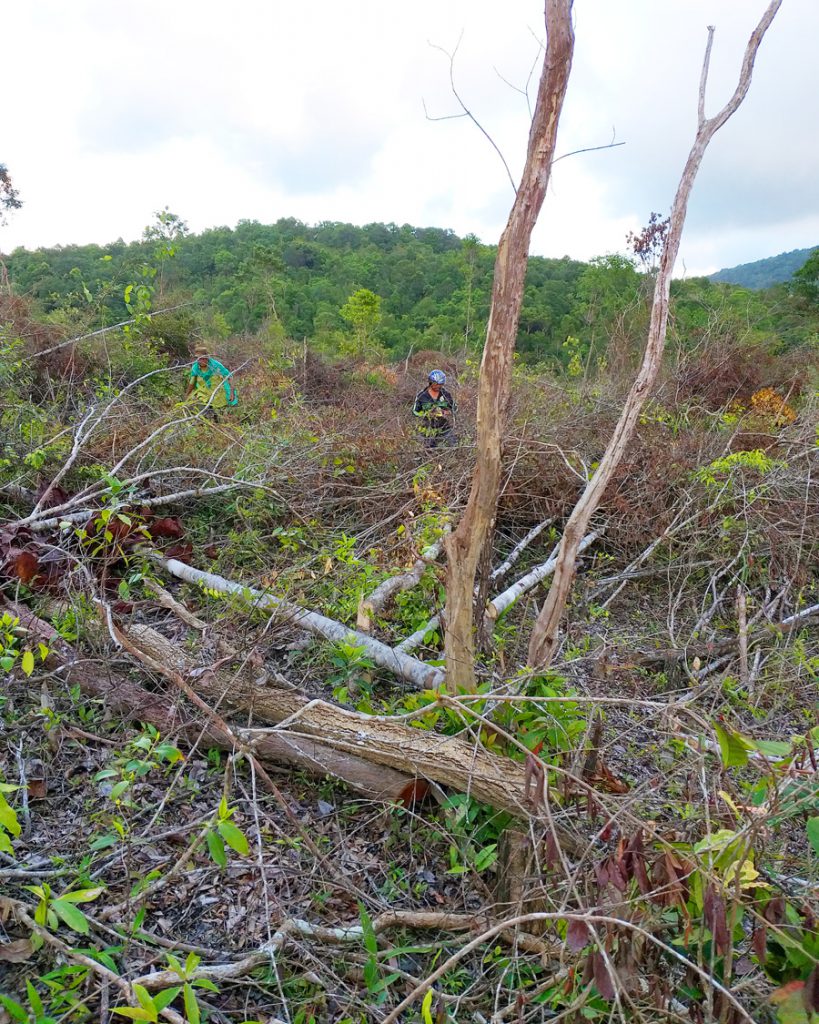 Công ty Nông lâm sản Phúc Phong Gia Lai tự ý phá rừng gỗ tự nhiên để trồng rừng.