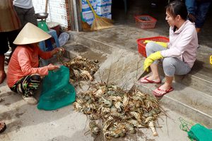 Tôm hùm chết hàng loạt, người dân ở Cam Ranh bán tháo mong gỡ vốn. Ảnh: Xuân Ngọc