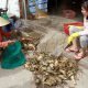 Tôm hùm chết hàng loạt, người dân ở Cam Ranh bán tháo mong gỡ vốn. Ảnh: Xuân Ngọc