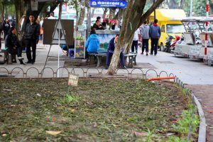 Các vườn hoa bị giẫm nát