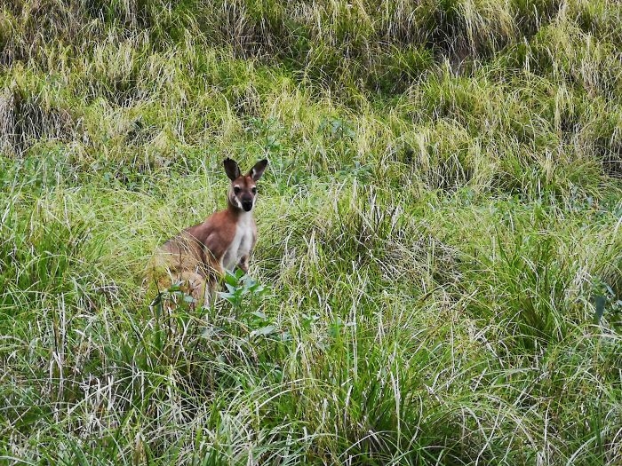 Con kangaroo vào tầm mắt của Bruce. "Lũ kangroo khá hiền lành và chẳng thèm quan tâm rằng tôi đang lái xe tới gần chúng", anh nói. Sau cuộc gặp gỡ với bầy kangaroo, Bruce cũng tới khu cắm trại. Thực tế, đoạn đường tắt lẽ ra mất 15 phút lái xe như bản đồ chỉ dẫn khiến anh trễ hẹn 2 tiếng với đám bạn. "Dù sao nó cũng đáng công phiêu lưu", Bruce lạc quan.