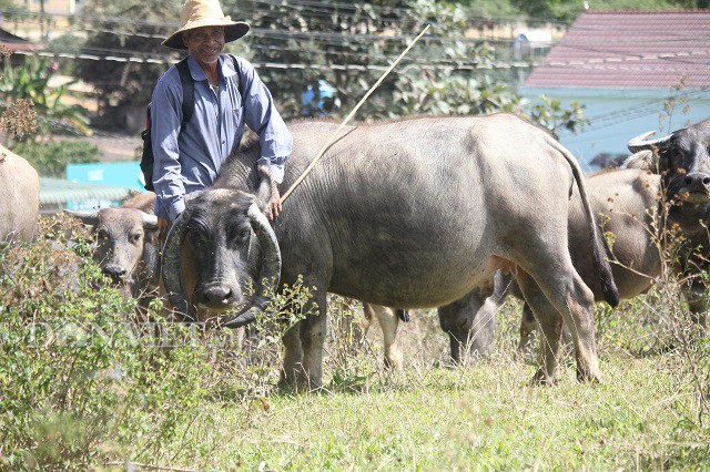 Đó là chú trâu của ông  K'Brẻo (58 tuổi, xã Tà Hine, huyện Đức Trọng, tỉnh Lâm Đồng) với cái tên gọi thường ngày là Gu. Ôm cổ chú trâu một cách thân thiết, ông Brẻo kể: " Con trâu này đã được tôi chăm sóc 10 năm nay, dù được nhiều người hỏi mua nhưng tôi không bán vì nó đã đi theo gia đình từ khi còn khó khăn". Ảnh: Văn Long.