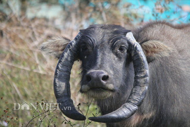 Gu có cặp sừng kì lạ khi nó hướng ngược xuống đất, đầu của hai chiếc sừng cong vào nhau chỉ cách khoảng 3cm. Chủ nhân của Gu cho biết cặp sừng này dài đến khoảng 60cm. Ảnh: Văn Long.