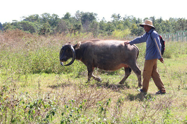 Mỗi ngày ông Brẻo đều lùa đàn trâu của mình ra những cánh đồng cỏ cách nhà khoảng 2km. "Cứ sáng thì 8h30 tôi mở cổng cùng chúng ra đồng, sau đó đến khoảng 3h chiều lại đuổi chúng về chuồng. Buổi trưa thì tôi ăn cơm mang từ nhà đi, cứ thế từ năm này qua năm khác vì gia đình chẳng có ruộng nhiều", ông Brẻo nói. Ảnh: Văn Long.