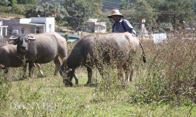 Khi Gu gặm cỏ thì hai chiếc sừng đã cắm hẳn xuống đất bởi chúng dài quá qua cái miệng. Điều này cũng là một khó khăn đối với Gu khi ra đồng ăn cỏ. Tuy nhiên Gu cũng được chủ rất mực yêu thương và được nhiều người quan tâm. Ảnh: Văn Long.