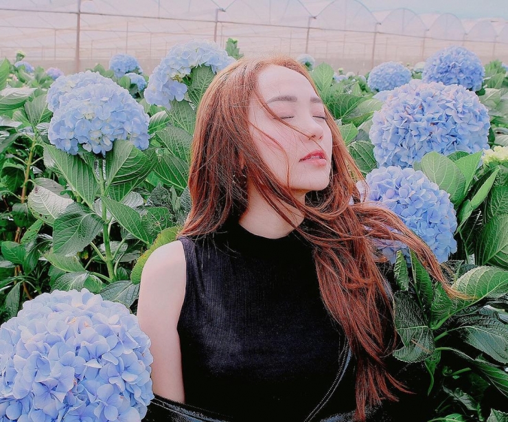 Hè về là thời gian những đóa hoa cẩm tú cầu bung khoe sắc mới - Ảnh Instagram @minhhang2206