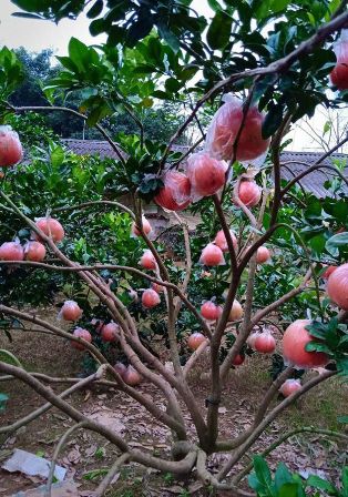 Bưởi đỏ có mùi thơm nhẹ.