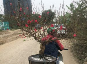 Dù vất vả nhưng nhiều người vẫn chọn chở cây ngày tết. Ảnh: M.N