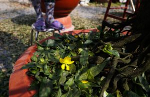 Những hoa mai nở sớm cũng phải ngắt đi, chỉ để lại nụ trên cây.