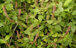 Ngưu tất giúp bổ can thận, mạnh gân cốt, giảm đau nhức xương khớp hiệu quả