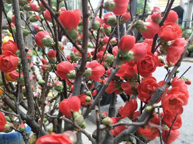 Loại hoa này có rất nhiều nụ và dường như không có lá. Ảnh: T.Đạt