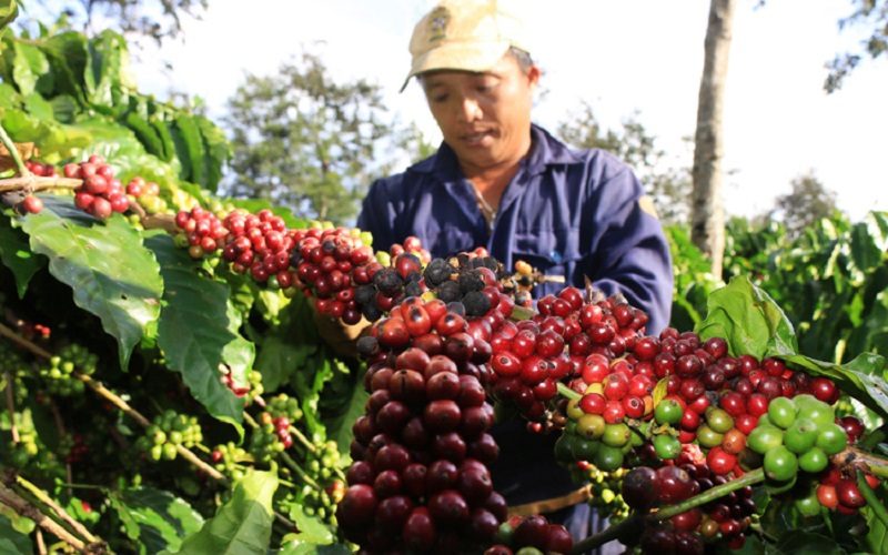 Giá cả thị trường nông sản hôm nay 18/1, giá cà phê giảm 100 đồng với mức bán 33.500 đồng/kg, giá tiêu giảm 1.000 đồng/kg tại Châu Đức. Ảnh minh họa