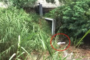 Nước thải từ nhà máy chế biến da Nguyên Hồng đổ thẳng xuống suối Khuổi Luông qua 2 đường ống này.