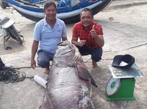 Ngư dân Hiển (trái ảnh) bên thành quả của chuyến đi biển cuối cùng trong năm. Ảnh: Hoàng Phong.