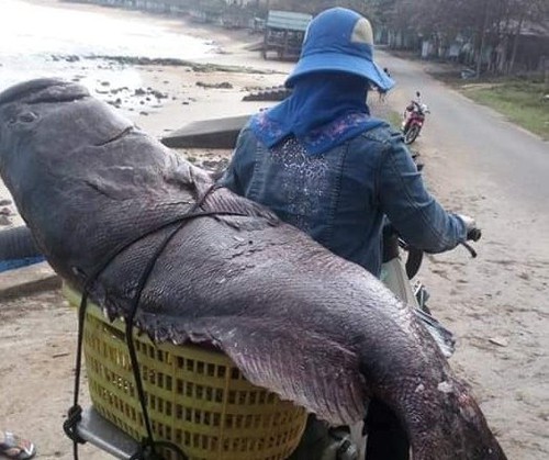 Con cá mú "có 1 không 2" được đánh bắt ở vùng biển Quảng Trị. Ảnh: Hoàng Phong.