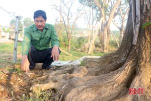 Cây vú sữa giá trị nhất vườn bị kẻ xấu đổ muối lên gốc.