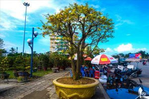 Cây mai cổ hơn 100 tuổi này là của anh Trương Hoài Phong (34 tuổi, trú phường Yên Đổ, TP Pleiku, tỉnh Gia Lai). Anh Phong cho biết, đây là mai hồng diệp giống cúc.