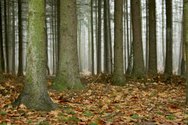 Rừng Kluxen - nơi xảy ra vụ trọng án của Janette Lawrence