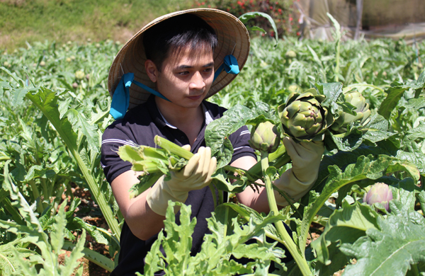 Trần Minh Tuấn chăm sóc vườn atiso. Ảnh: Văn Long