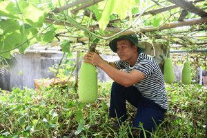 Vườn rau xanh đáng mơ ước ở Trường Sa do cán bộ, chiến sĩ đảo An Bang trồng được. ảnh: Thành An