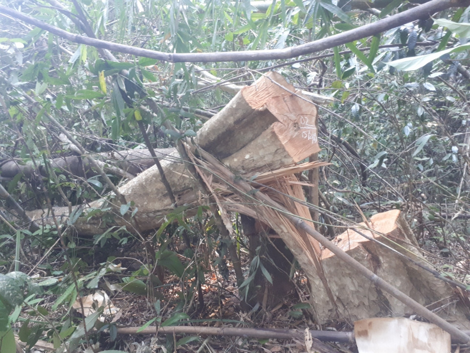 Hàng chục cây rừng có đường kính từ từ 20 -40cm bị cưa hạ nằm ngổn ngang tại tiểu khu 1488