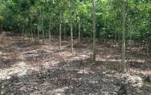 Đất trong chương trình 135 được cấp trái quy định
