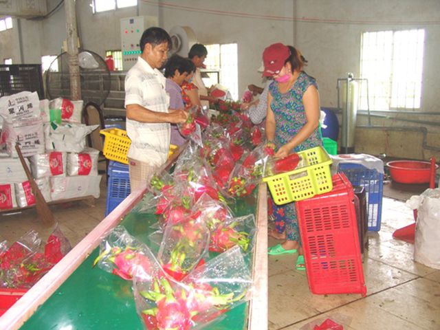 thu mua thanh long