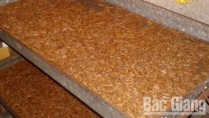 Sâu lạ super worm sinh trưởng và tăng trọng lượng rất nhanh chỉ qua 1 đêm nếu cho ăn thức ăn đầy đủ.