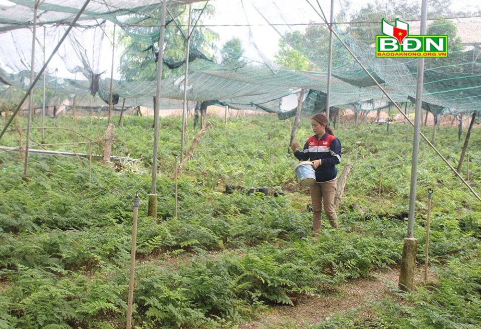 Chị Liên chia sẻ, trồng dương xỉ trong nhà kính định kỳ 20 ngày mỗi sào chỉ bón 20 kg NPK và hàng ngày tưới ít nước là đủ