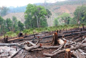 Nạn phá rừng tới nay vẫn chưa chấm dứt ở Đắk Nông