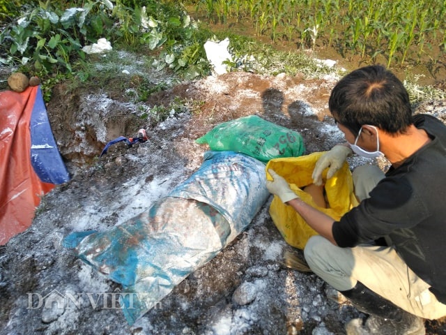 Cán bộ thú y huyện Hải Hà tổ chức tiêu hủy số lợn chết của hộ chăn nuôi ông Bùi Văn Đăng, xã Quảng Thịnh. 