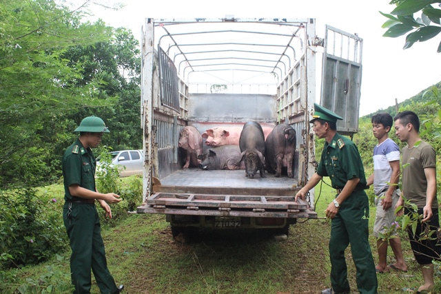 Đồn Biên phòng Bắc Sơn bắt giữ một vụ nhập lậu lợn từ Trung Quốc qua biên giới. (Ảnh: Vi Thu)