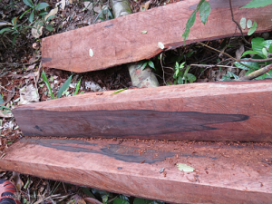 Gỗ quý bị đốn hạ, xẻ phách mang đi, chỉ còn lại các tấm bìa ở vùng lõi vườn quốc gia Phong Nha - Kẻ Bàng. Ảnh: Ng.Ph