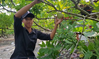 Một cành của Ccây mãng cầu “tổ” của giống mãng cầu mới lạ trong vườn chị Hoà, xã Thạnh Tân, TP Tây Ninh, tỉnh Tây Ninh.