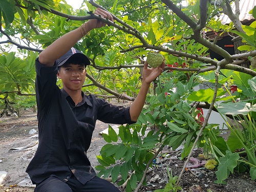 Một cành của Ccây mãng cầu “tổ” của giống mãng cầu mới lạ trong vườn chị Hoà, xã Thạnh Tân, TP Tây Ninh, tỉnh Tây Ninh.