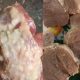 Phụ huynh Trường mầm non Thanh Khương cho rằng miếng thịt lợn nổi nhiều hạch trắng này đã được sử dụng chế biến thức ăn cho trẻ.