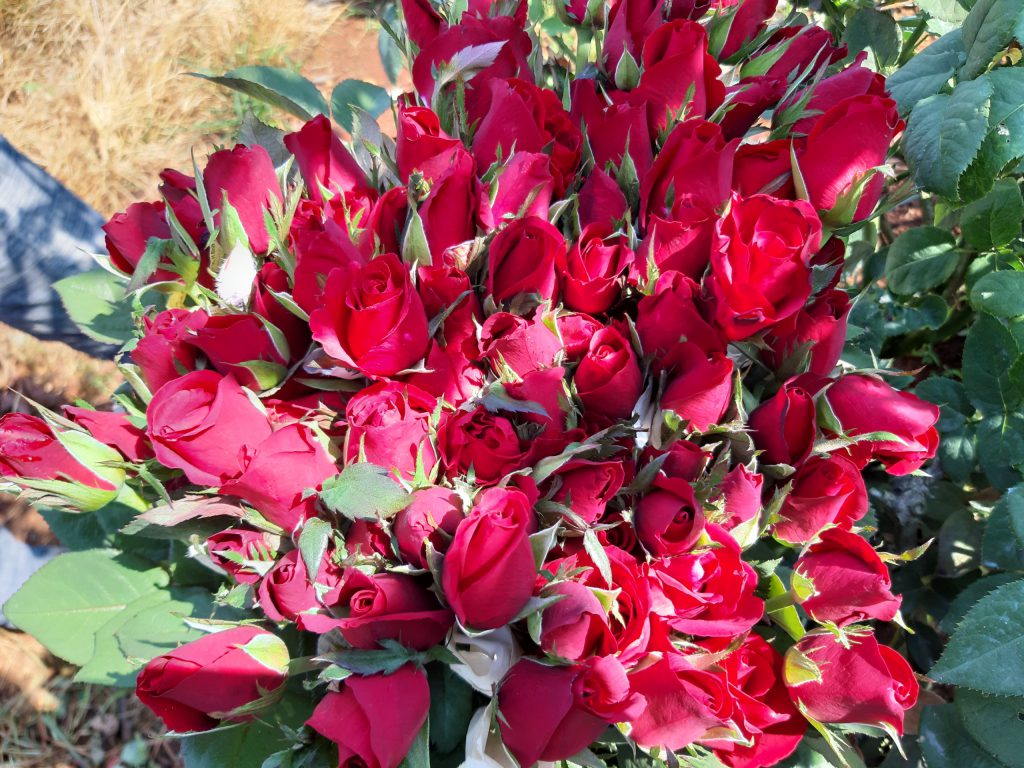 Những bông hồng rực rỡ được các thương lái tranh nhau mua tại vườn.