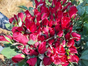 Những bông hồng rực rỡ được các thương lái tranh nhau mua tại vườn.