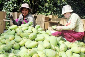 Sau 10 năm đàm phán, mới đây quả xoài Việt Nam đã chính thức vào được thị trường Hoa Kỳ. Ảnh: I.T