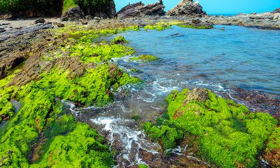 Lớp rêu xanh phủ kín nghềnh đá Bàn Than, trở thành điểm du kịch mới của xã đảo Tam Hải
