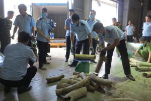Hàng hóa nghi là ngà voi vừa được lực lượng chức năng phát hiện và thu giữ