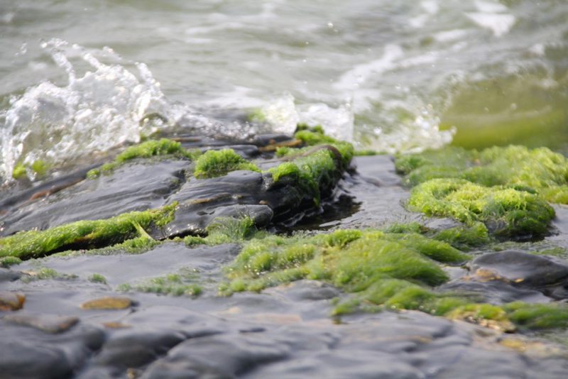 Tam Hải bình yên với sóng bạc, rêu xanh 