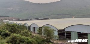 Khu chuồng trại chăn nuôi được đầu tư hàng trăm tỷ đồng nhưng không có bóng dáng một con bò nào.