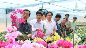 Thời gian trồng hơn 2 tháng nhưng hiện tại hoa lan hồ điệp đang phát triển tốt, thích nghi với điều kiện thời tiết lại khu vực Sa Mù.