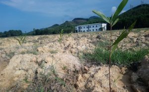 Thay vì ươm giống cây xanh, Công ty của “ông trùm” trồng cây keo tràm tại Dự án nhà máy xi măng Long Thọ II.