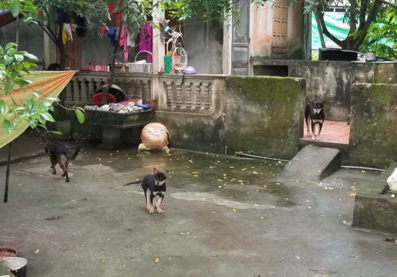 Những con chó dữ bị nhốt tạm vào sân nhà bà An sáng nay