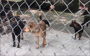 Những con chó trong đàn tấn công bé trai bảy tuổi khiến cháu tử vong. (Ảnh: Pháp luật TP HCM)